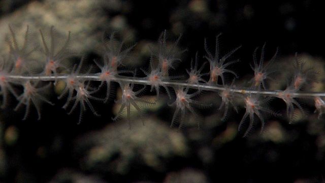 Deep sea coral. Picture