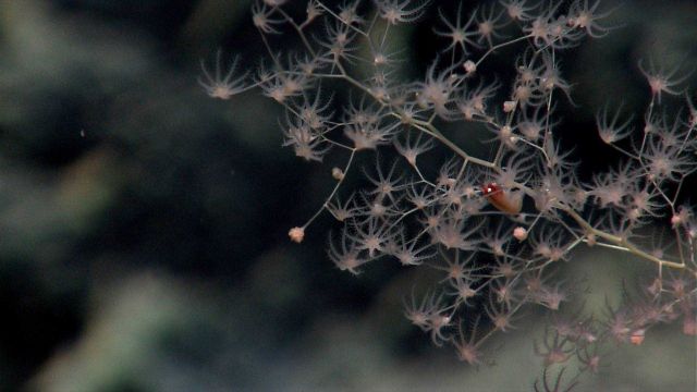 Deep sea coral. Picture