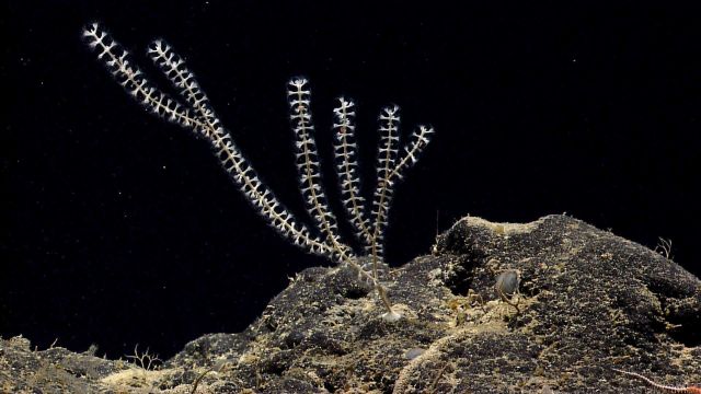 Deep sea coral. Picture
