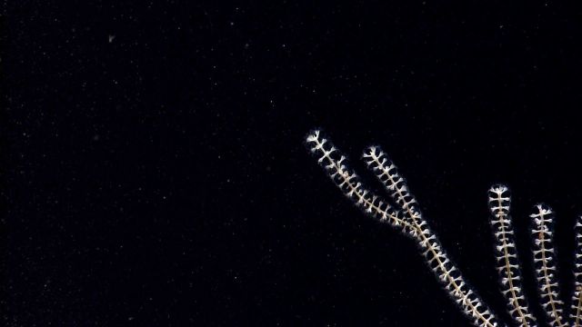 Deep sea coral. Picture