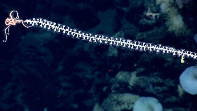 Deep sea coral. Picture