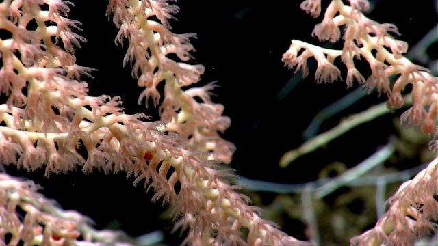 Deep sea coral. Picture