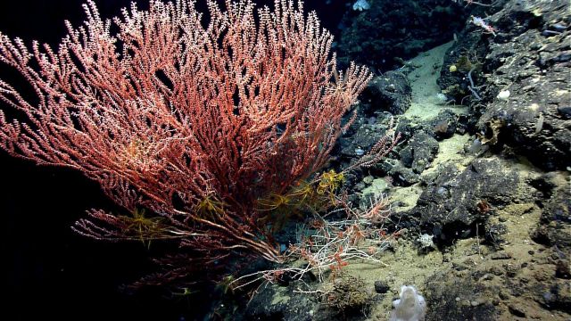 Deep sea coral. Picture