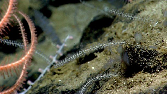 Deep sea coral. Picture
