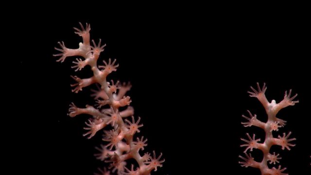 Deep sea coral. Picture