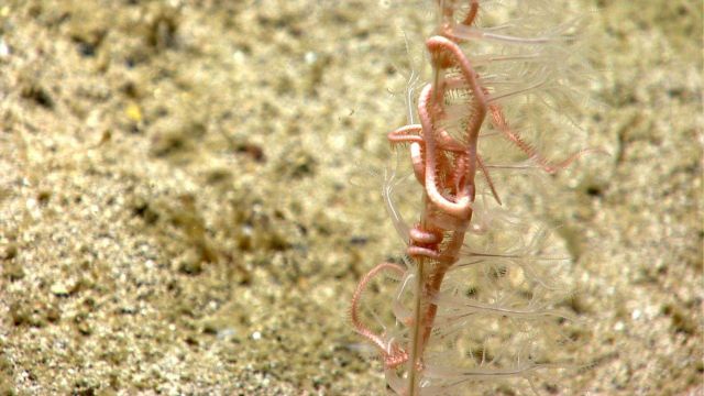 Deep sea coral. Picture