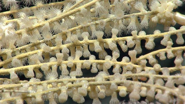 Deep sea coral. Picture