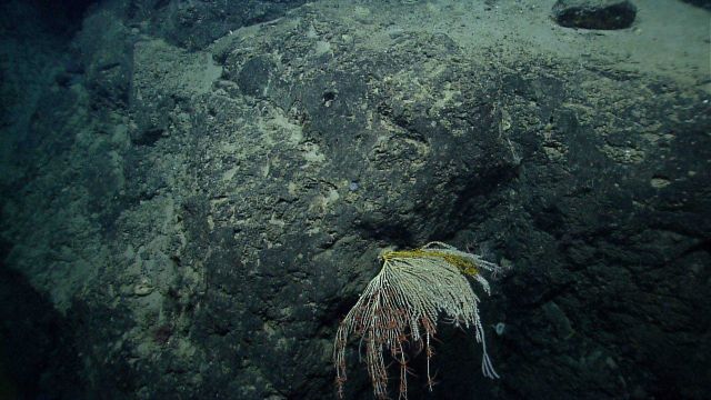 Deep sea coral. Picture
