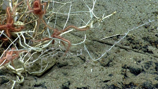 Deep sea coral. Picture