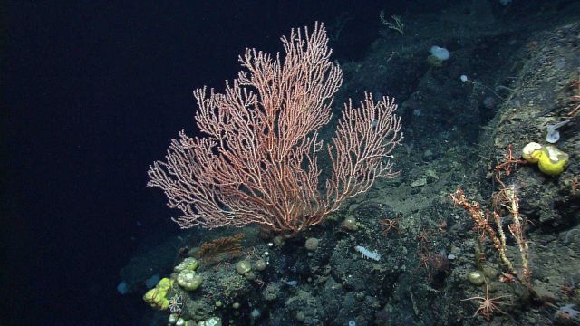 Deep sea coral Picture