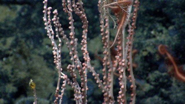 Deep sea coral. Picture