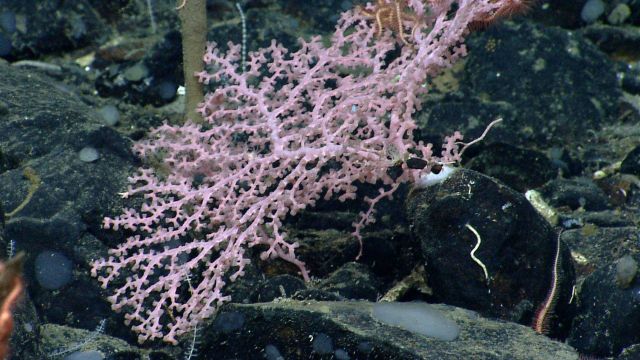 Deep sea coral. Picture
