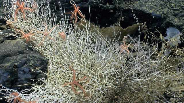 Deep sea coral Picture