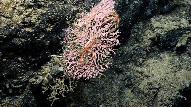 Deep sea coral. Picture