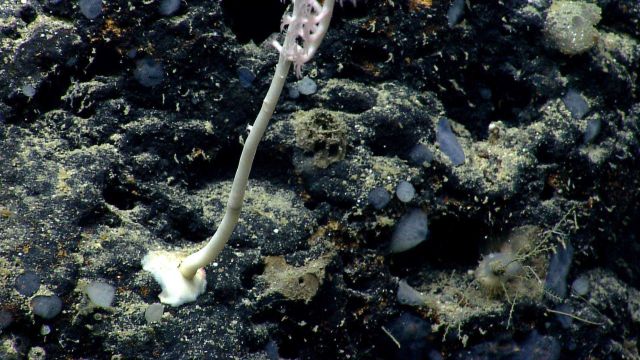 Deep sea coral. Picture