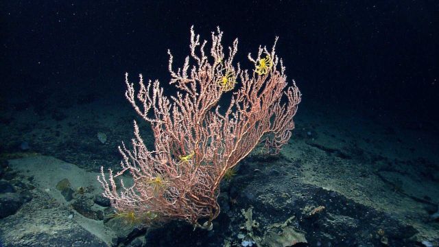 Deep sea coral Picture
