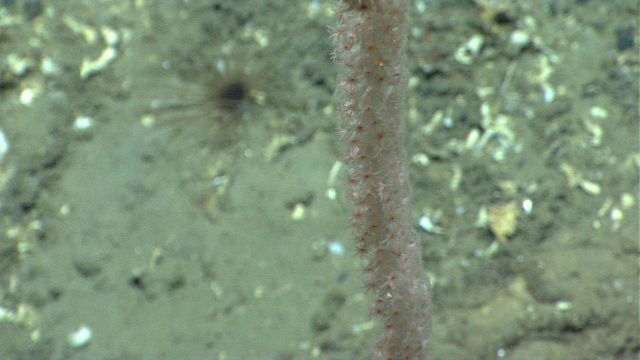 Deep sea coral. Picture