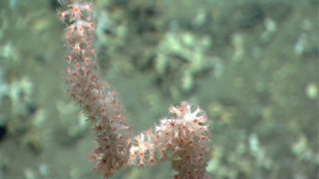 Deep sea coral. Picture