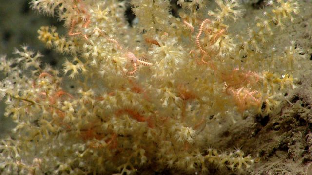 Deep sea coral. Picture