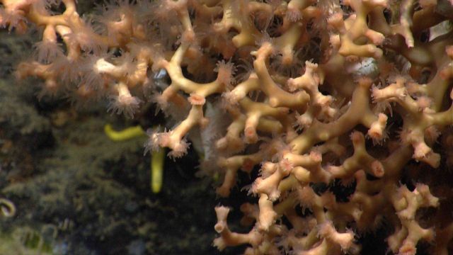 Deep sea coral. Picture