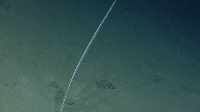 Deep sea coral. Picture