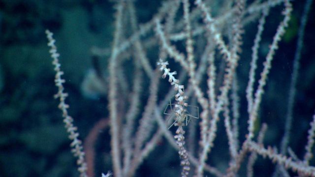 Deep sea coral. Picture