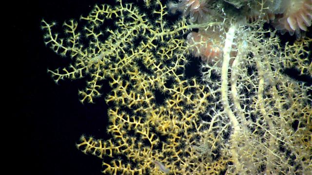Deep sea coral. Picture