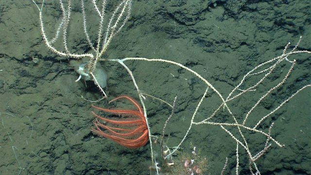 Deep sea coral. Picture