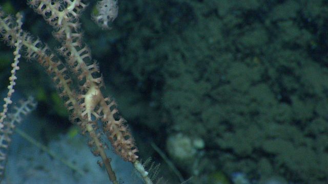 Deep sea coral. Picture