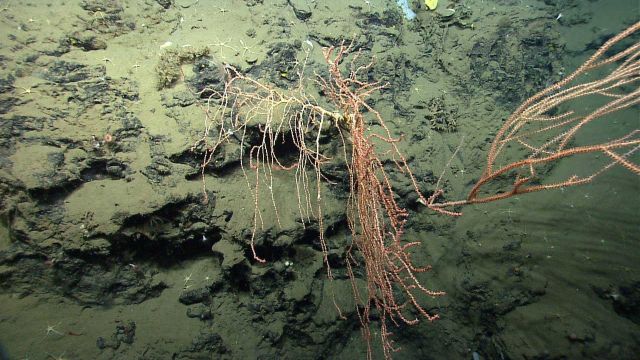 Deep sea coral. Picture