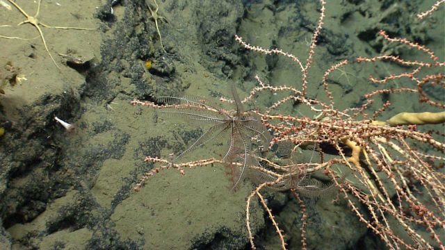 Deep sea coral. Picture