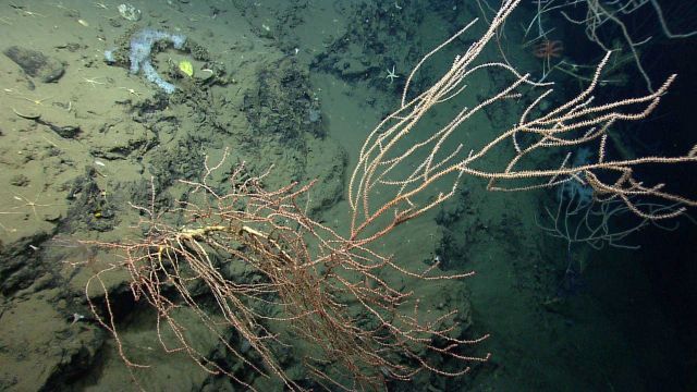 Deep sea coral. Picture