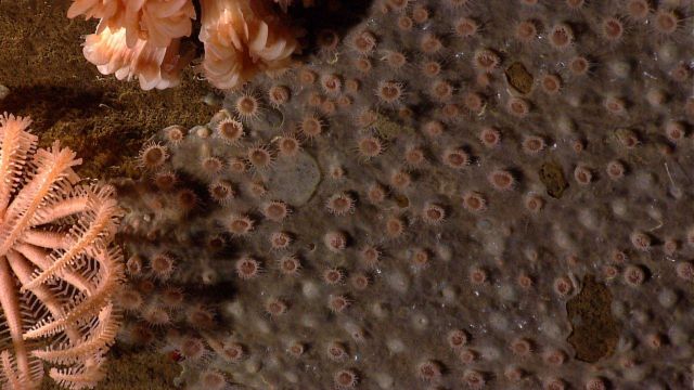 Deep sea coral. Picture