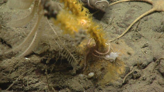 Deep sea coral. Picture