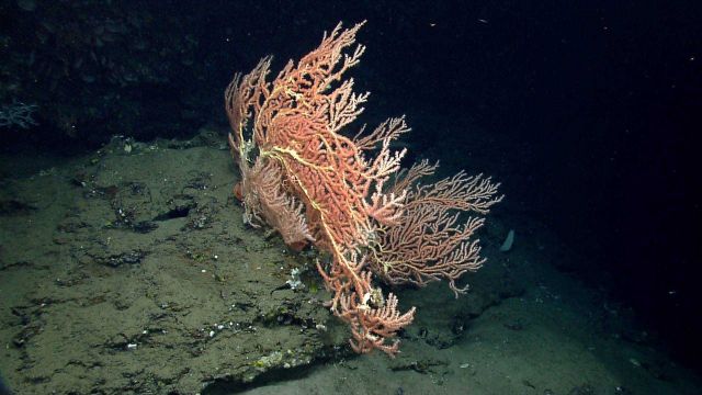 Deep sea coral. Picture