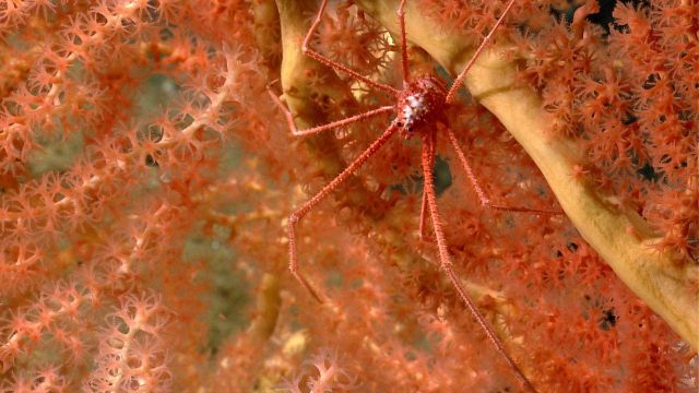 Deep sea coral. Picture