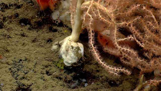 Deep sea coral. Picture
