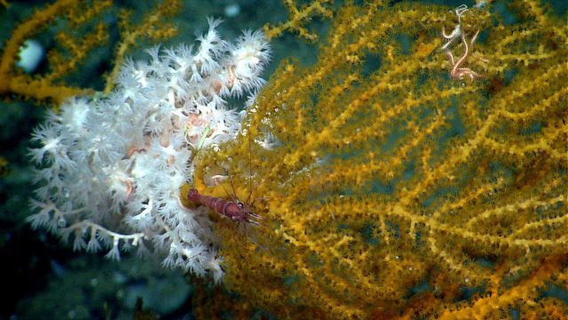 Deep sea coral. Picture