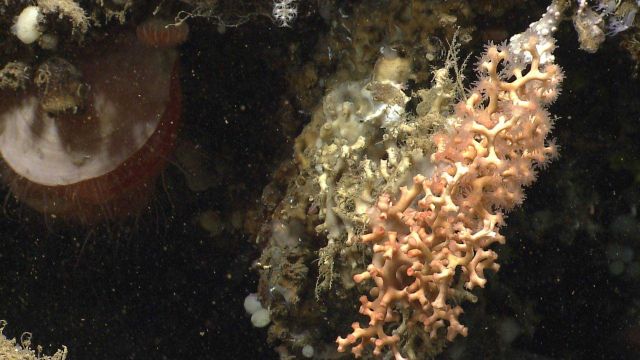 Deep sea coral. Picture