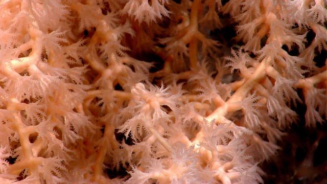 Deep sea coral. Picture