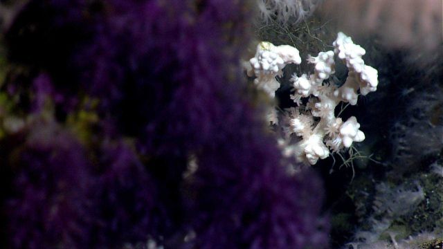 Deep sea coral. Picture