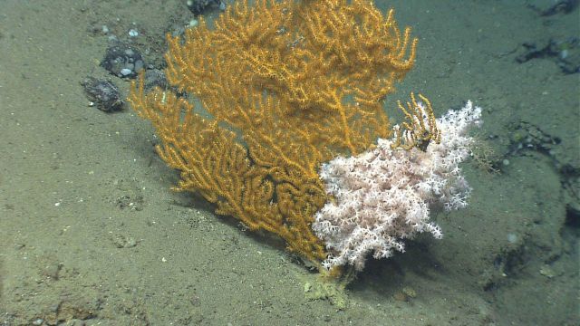 Deep sea coral. Picture