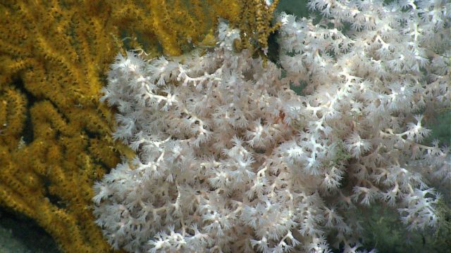 Deep sea coral. Picture