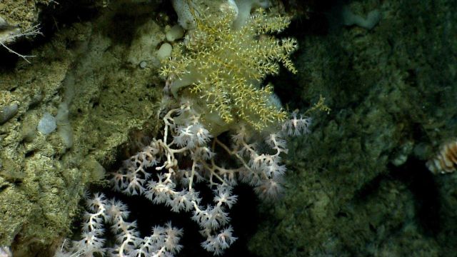 Deep sea coral. Picture