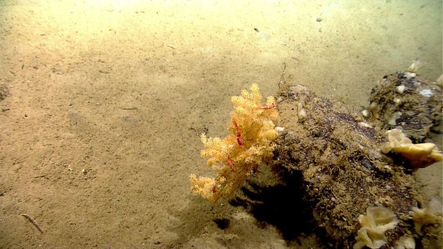 Deep sea coral. Picture