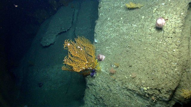 Deep sea coral. Picture