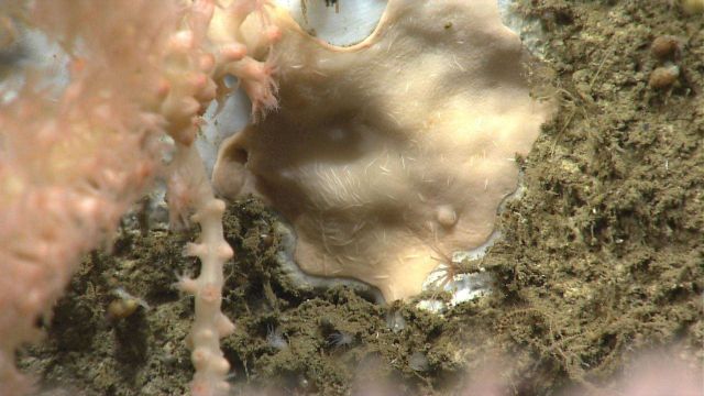 Deep sea coral. Picture