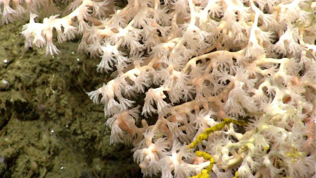 Deep sea coral. Picture