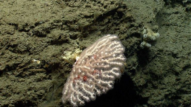 Deep sea coral. Picture