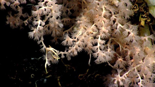 Deep sea coral. Picture